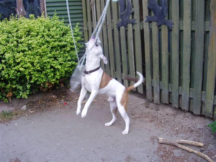 Blanding af racer tyson billede 9