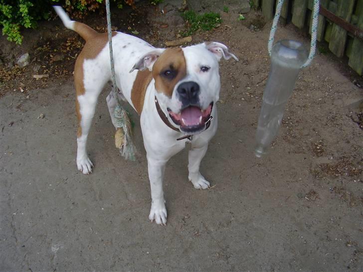 Blanding af racer tyson billede 10