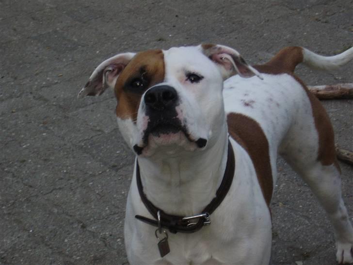 Blanding af racer tyson billede 11