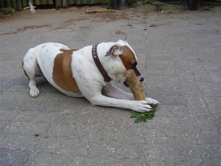 Blanding af racer tyson billede 12