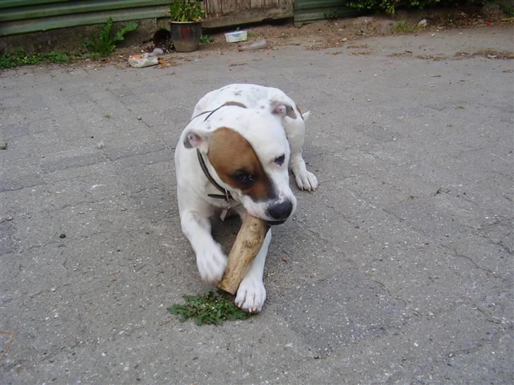 Blanding af racer tyson billede 13