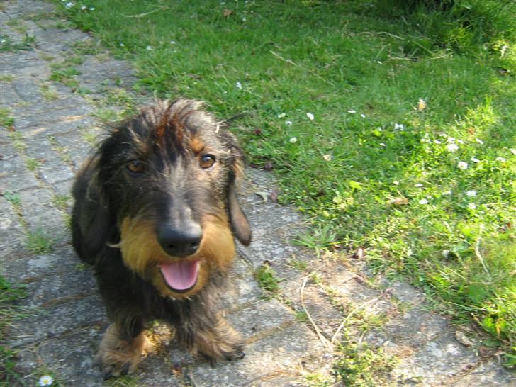 Gravhund Futte - Nyeste billed billede 1