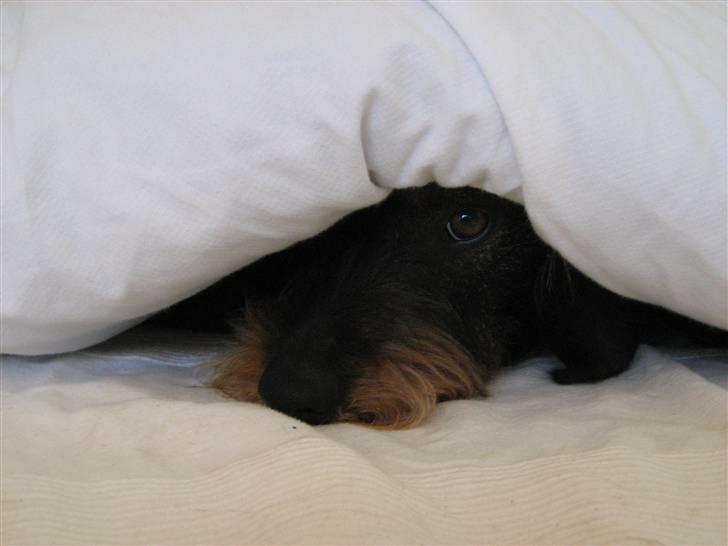 Gravhund Futte - Nyeste billed billede 2