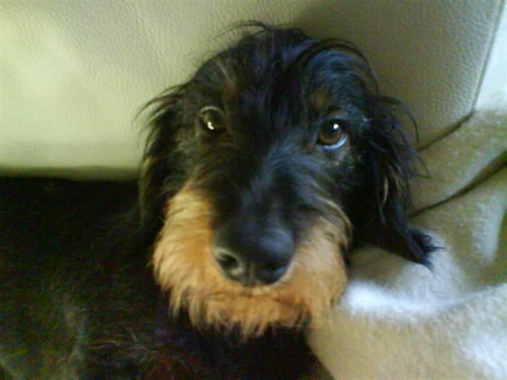 Gravhund Futte billede 3