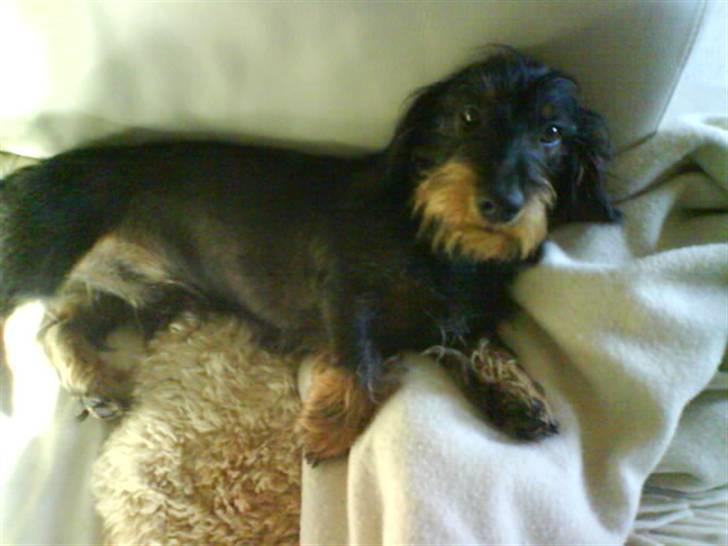 Gravhund Futte billede 4