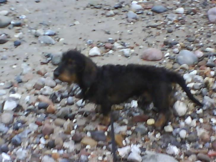 Gravhund Futte - taget med mobil, ved stranden billede 5