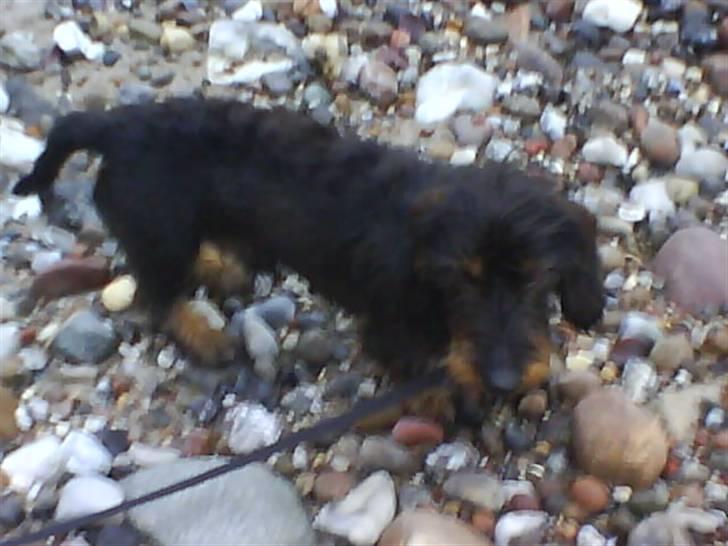 Gravhund Futte - taget med mobil, ved stranden billede 6