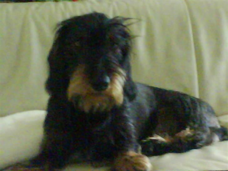 Gravhund Futte billede 7