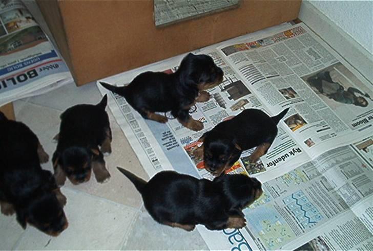 Australian silky terrier Olivia - Olivia med de hvide poter billede 14