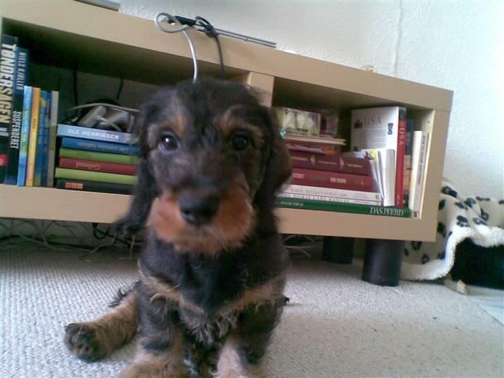 Gravhund Santos billede 1