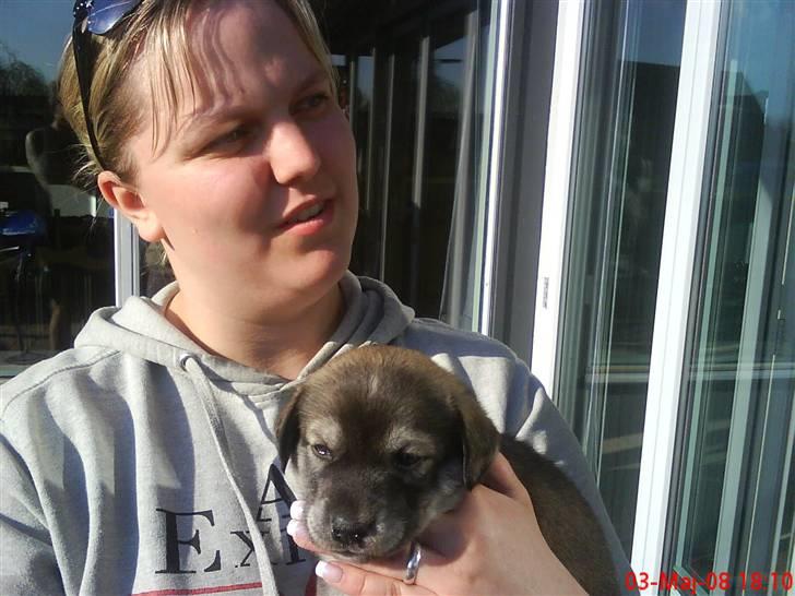 Blanding af racer Angel ** i hundehimlen** - Taget d. 3/5-08 Den dag hvor kærsten var med ude og se hende (: billede 1