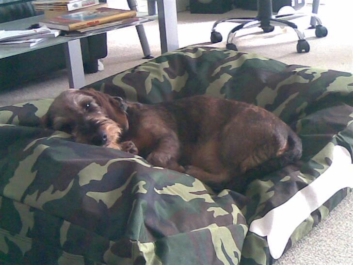 Gravhund Santos billede 2