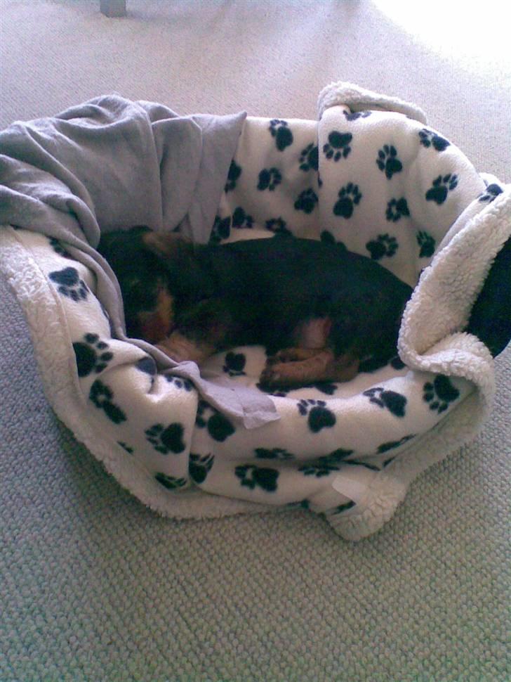 Gravhund Santos billede 3