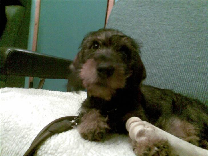 Gravhund Santos billede 4