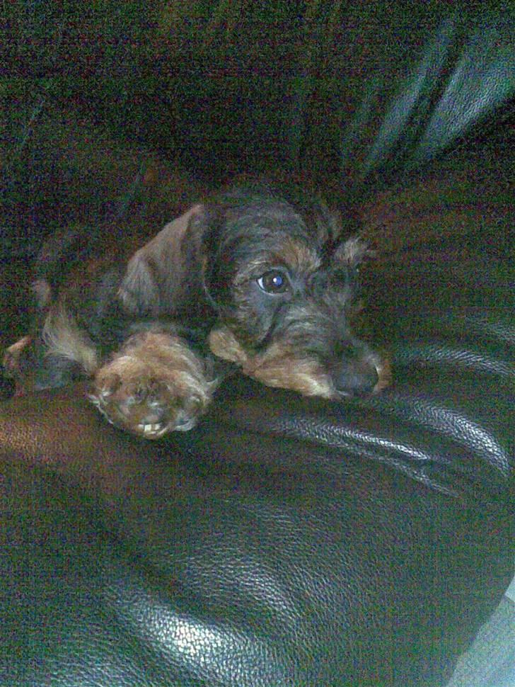 Gravhund Santos billede 5