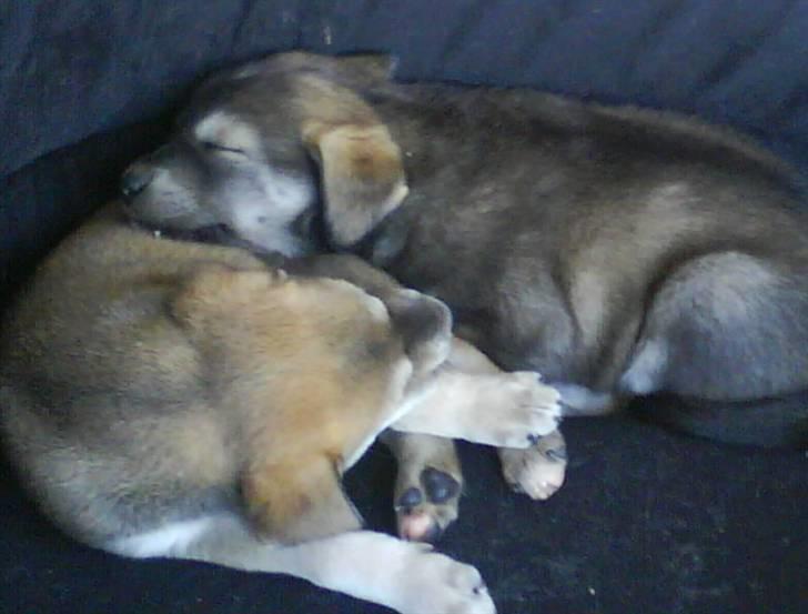 Blanding af racer Angel ** i hundehimlen** - Angel der ligger og sover sammen med sin bror Jack  billede 3