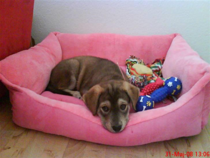 Blanding af racer Angel ** i hundehimlen** - Taget d. 31/5-08 Angel hjemme i sit nye hjem (:  billede 5