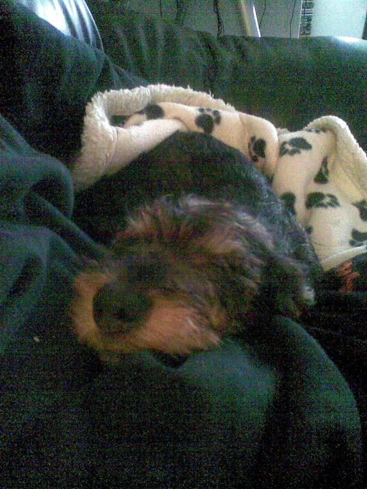 Gravhund Santos billede 6