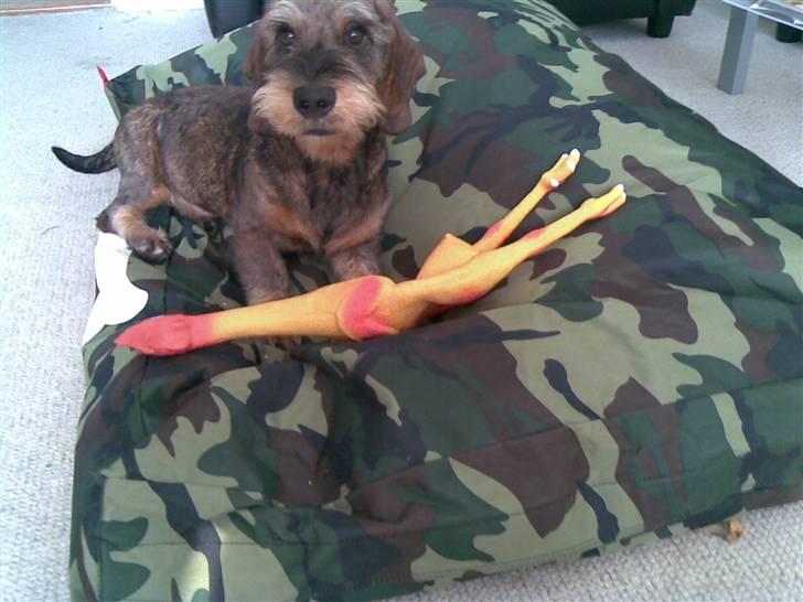 Gravhund Santos billede 7