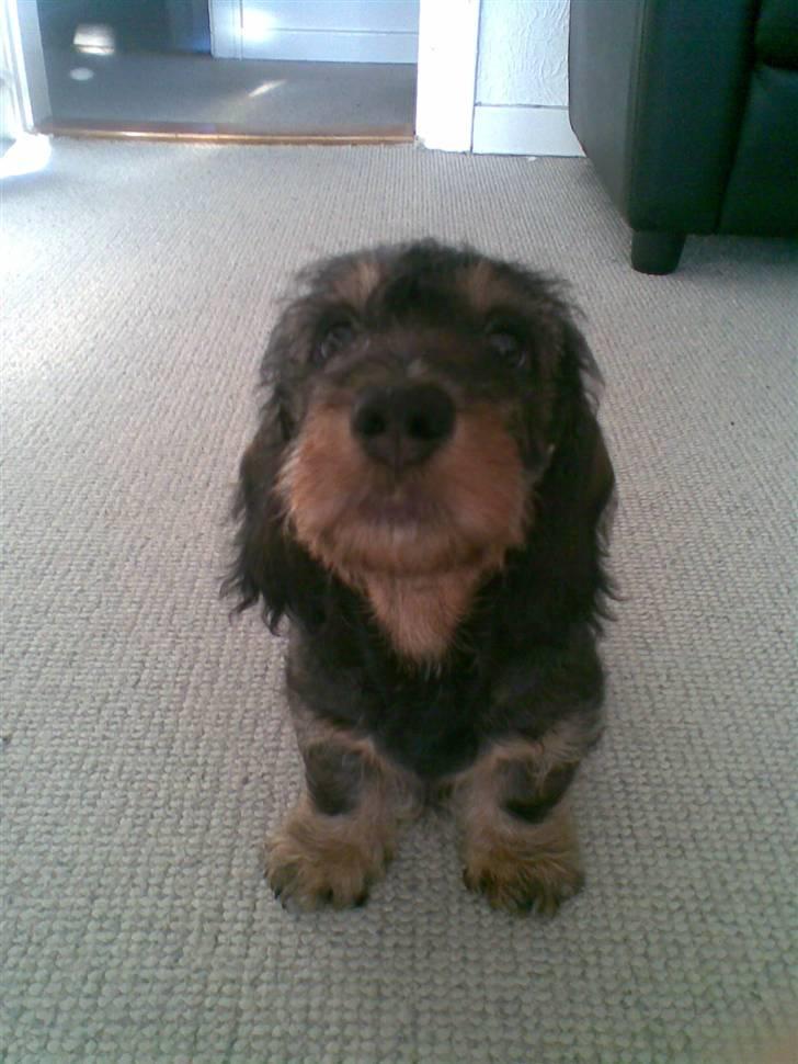 Gravhund Santos billede 8