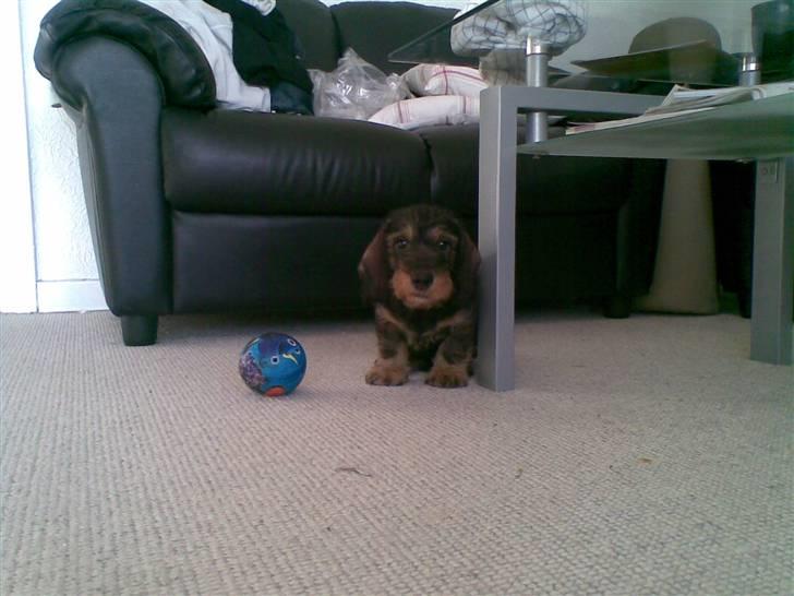 Gravhund Santos billede 9