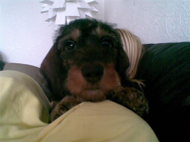 Gravhund Santos billede 10