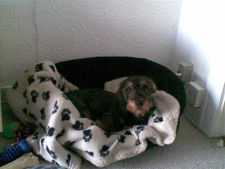 Gravhund Santos billede 11