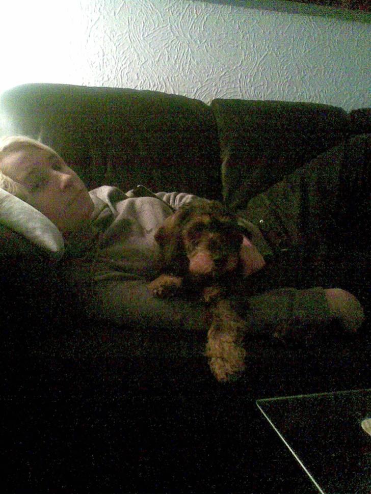 Gravhund Santos billede 12