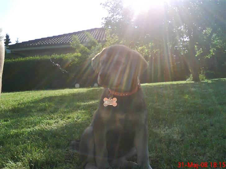 Blanding af racer Angel ** i hundehimlen** - Angel hjemme i svigerforældrenes have (: billede 6