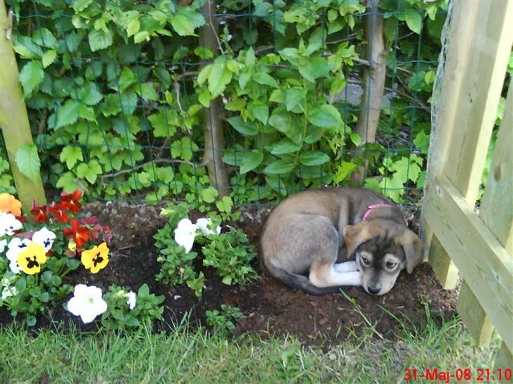 Blanding af racer Angel ** i hundehimlen** - Mor er der ok jeg li meser mig ned her ved siden a dine blomster ? (: billede 7