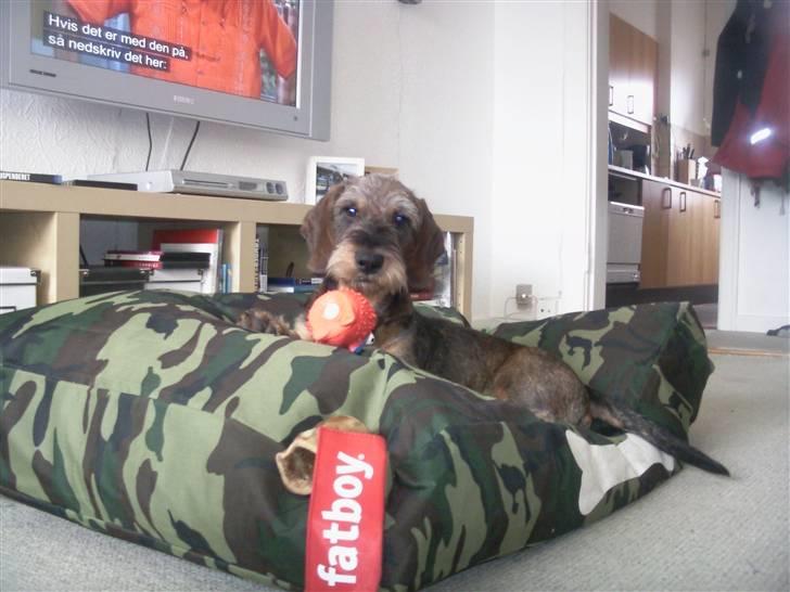 Gravhund Santos billede 13