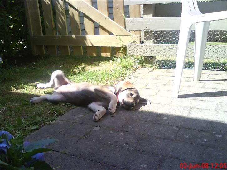 Blanding af racer Angel ** i hundehimlen** - Aaah jeg tar mig li en slapper , og får lidt sol på maven (: billede 8