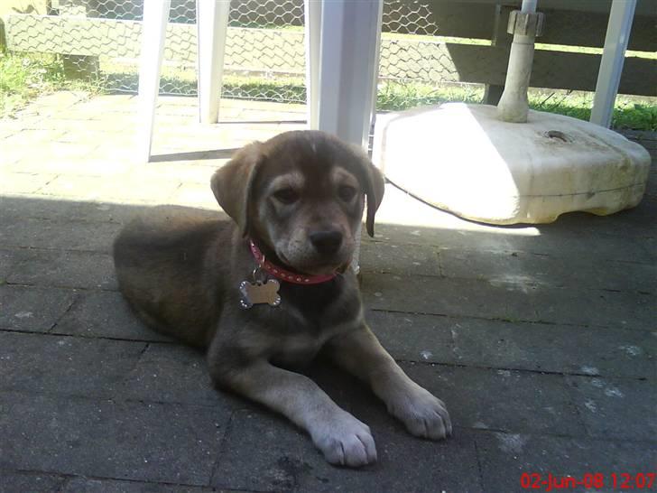 Blanding af racer Angel ** i hundehimlen** - Se hvor fin jeg er (: billede 9