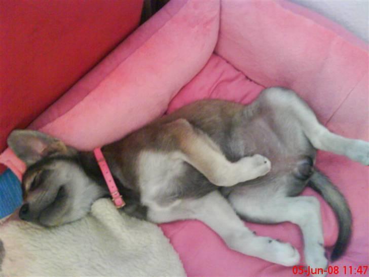 Blanding af racer Angel ** i hundehimlen** - Angel er et rigtig flydedyr (: billede 10