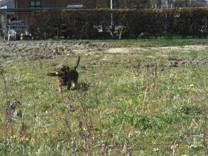 Gravhund Santos billede 14