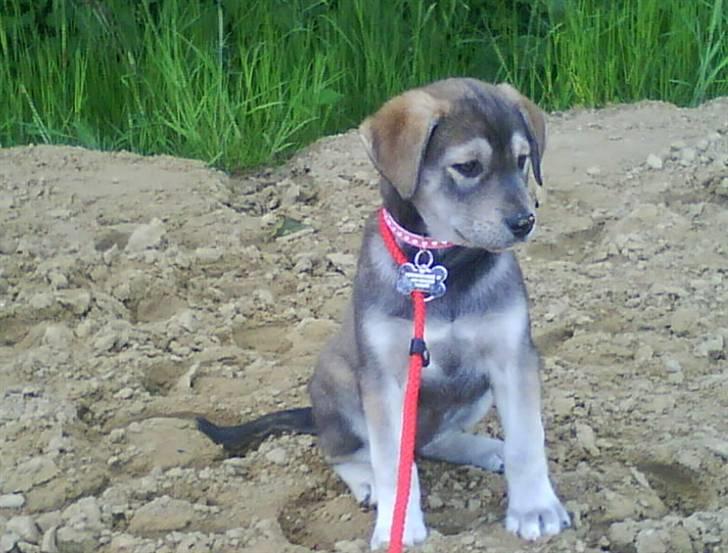 Blanding af racer Angel ** i hundehimlen** - Angel sidder og kigger på mor longcere sin parthest Chikita .. billede 11