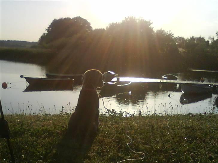 Blanding af racer Angel ** i hundehimlen** - taget d. 7/6-08 Vi var på overnatning ved Haraldsted sø , angel der sidder og kigger ud over vandet tildligt om morgen(: billede 12