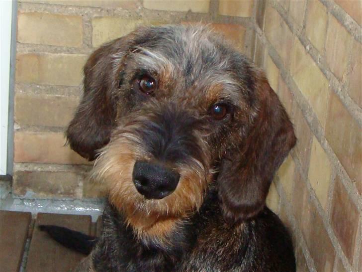 Gravhund Santos billede 15