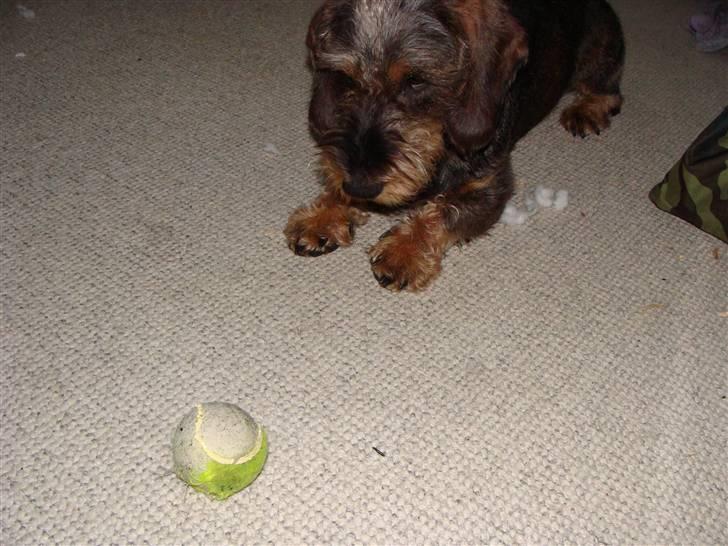 Gravhund Santos billede 16