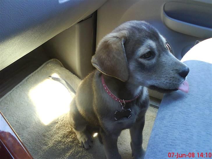 Blanding af racer Angel ** i hundehimlen** - Angel med på kørertur til nysted mole , lørdag d. 7/6-08 (: billede 13