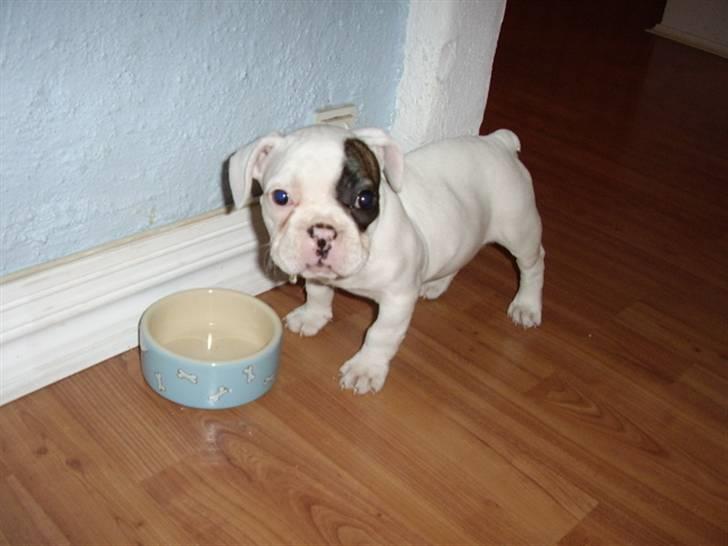 Fransk bulldog Holly billede 6