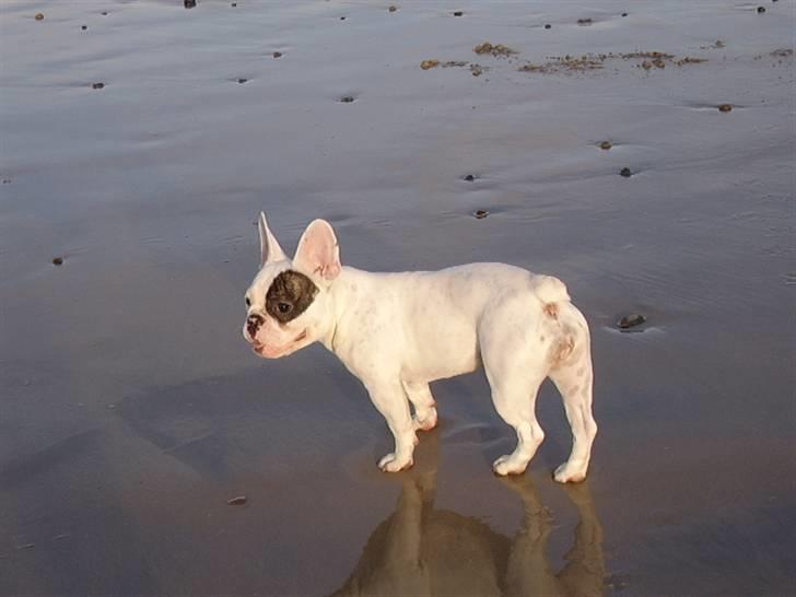 Fransk bulldog Holly billede 11