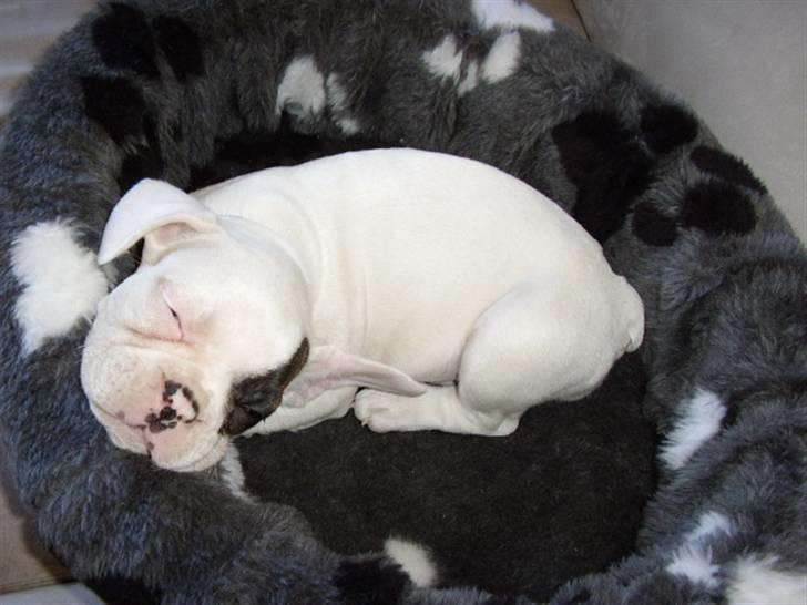 Fransk bulldog Holly billede 12