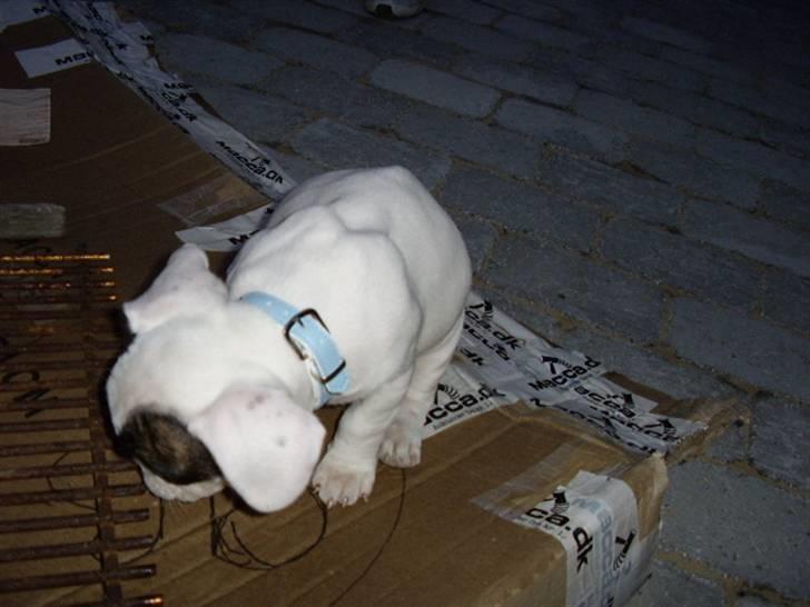 Fransk bulldog Holly billede 13