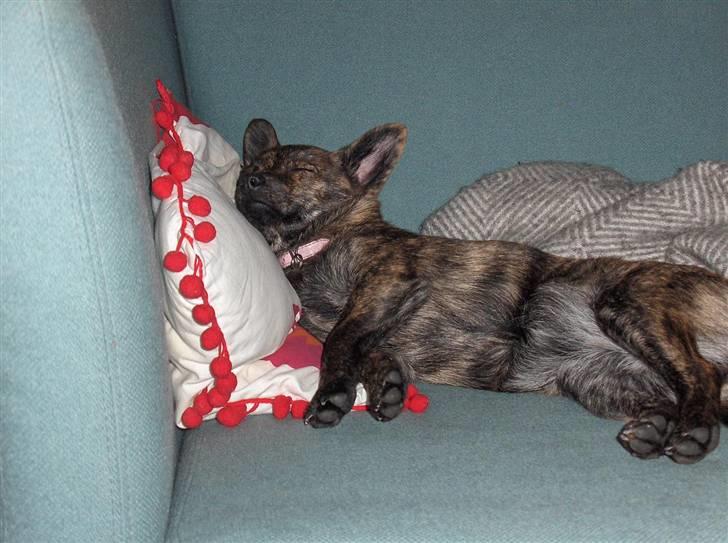 Blanding af racer Minnie billede 4