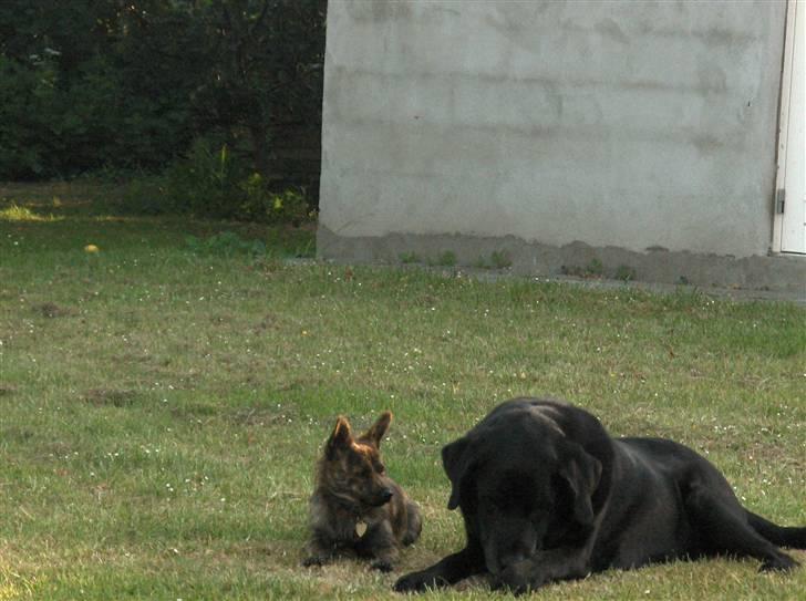 Blanding af racer Minnie - Minnie´s bedste ven :) billede 5