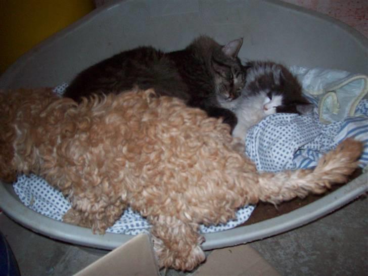 Mellempuddel mini max , (lille My) billede 20