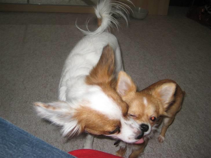 Chihuahua Chiquita <3 - Flere kys fra søster :p billede 6