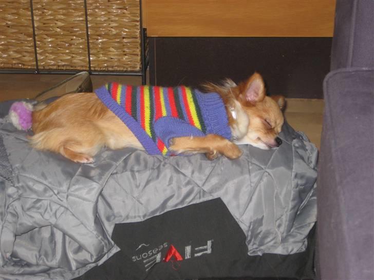 Chihuahua Chiquita <3 - Lille puttepige :) billede 7