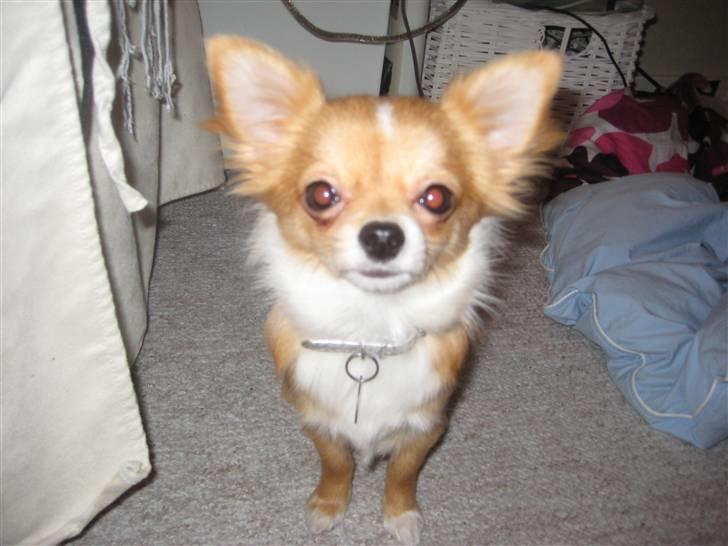 Chihuahua Chiquita <3 - Smølfen Chiquita :p billede 8